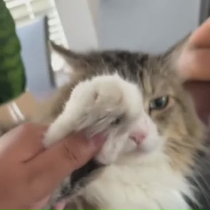 Detail Grooming Trimmer for Cats