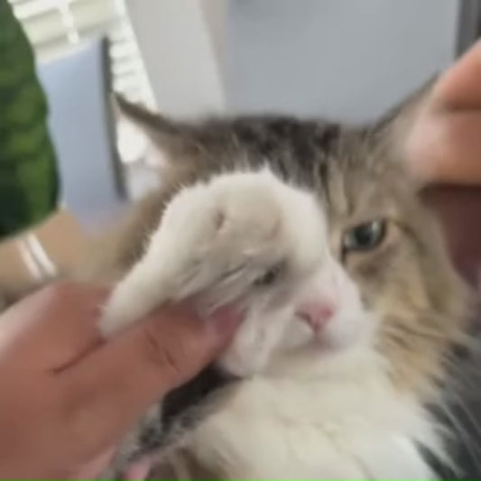 Detail Grooming Trimmer for Cats